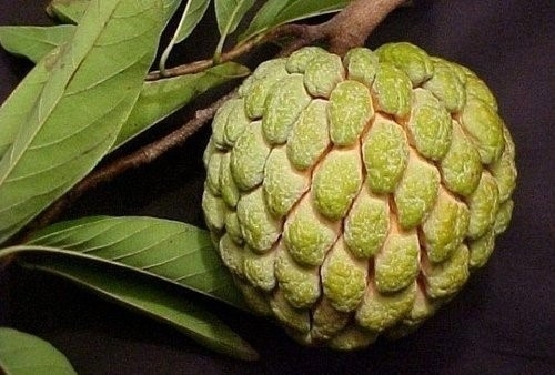 那些你沒有吃過的奇特水果