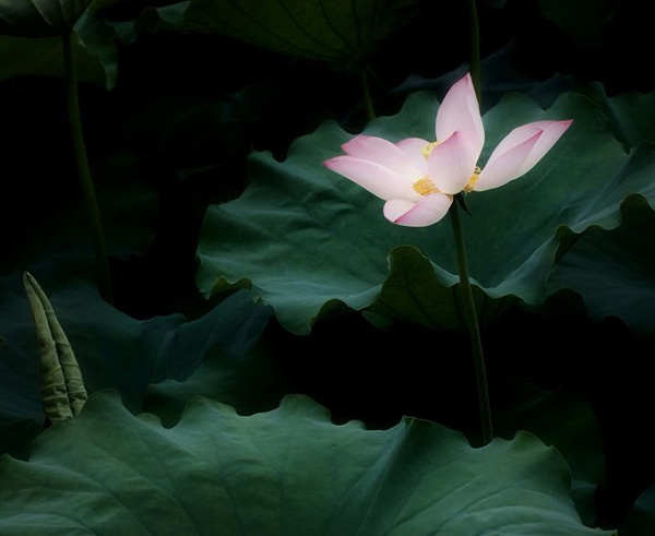 花開千年，眠成蓮的心事