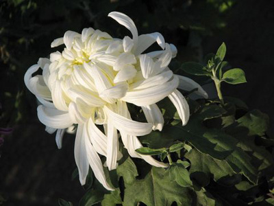 菊花，花中隱士者