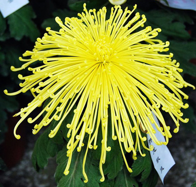 菊花，花中隱士者