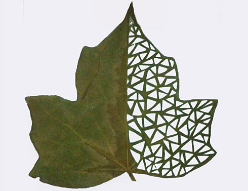 驚艷的樹葉雕刻藝術(shù)
