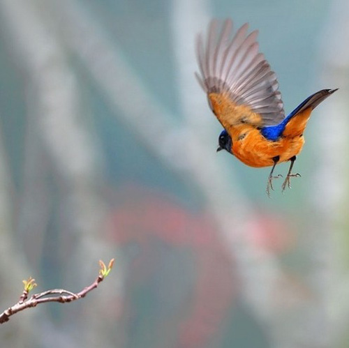 最美的鳥(niǎo) 憤怒的小鳥(niǎo)也不過(guò)如此