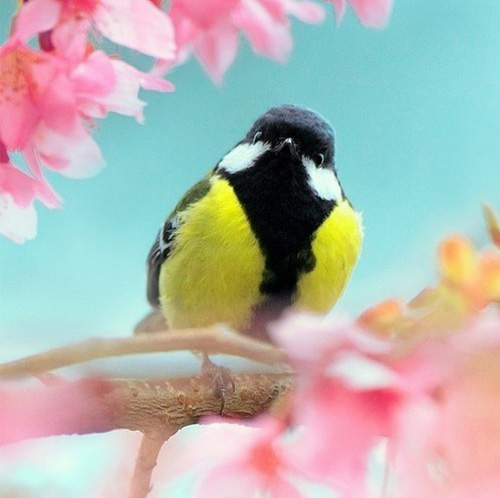最美的鳥(niǎo) 憤怒的小鳥(niǎo)也不過(guò)如此
