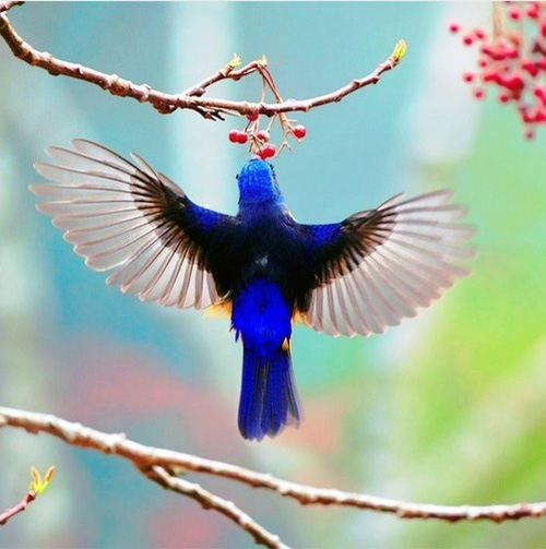 最美的鳥(niǎo) 憤怒的小鳥(niǎo)也不過(guò)如此