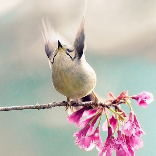 最美的鳥(niǎo) 憤怒的小鳥(niǎo)也不過(guò)如此