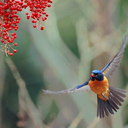 最美的鳥(niǎo) 憤怒的小鳥(niǎo)也不過(guò)如此