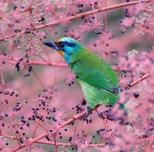 最美的鳥(niǎo) 憤怒的小鳥(niǎo)也不過(guò)如此