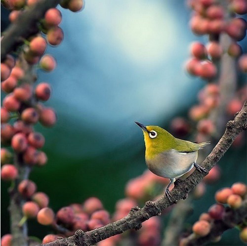 最美的鳥(niǎo) 憤怒的小鳥(niǎo)也不過(guò)如此