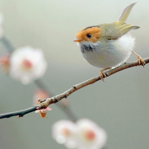 最美的鳥(niǎo) 憤怒的小鳥(niǎo)也不過(guò)如此