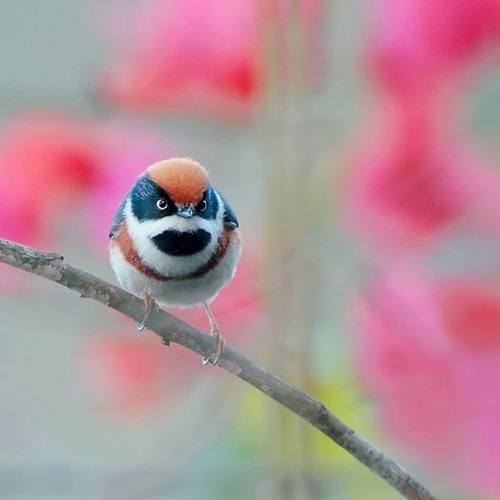 最美的鳥(niǎo) 憤怒的小鳥(niǎo)也不過(guò)如此