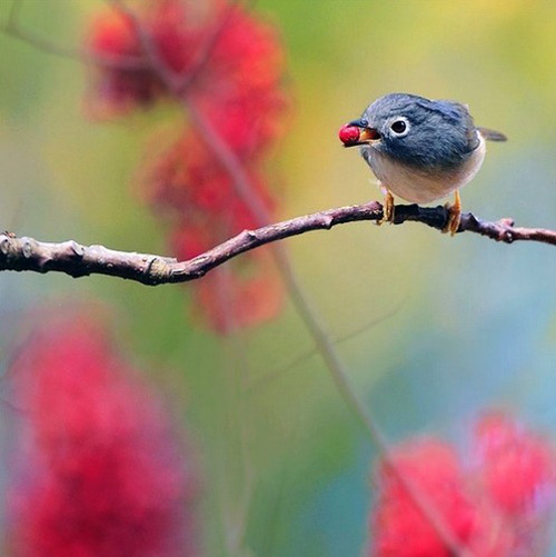 最美的鳥(niǎo) 憤怒的小鳥(niǎo)也不過(guò)如此
