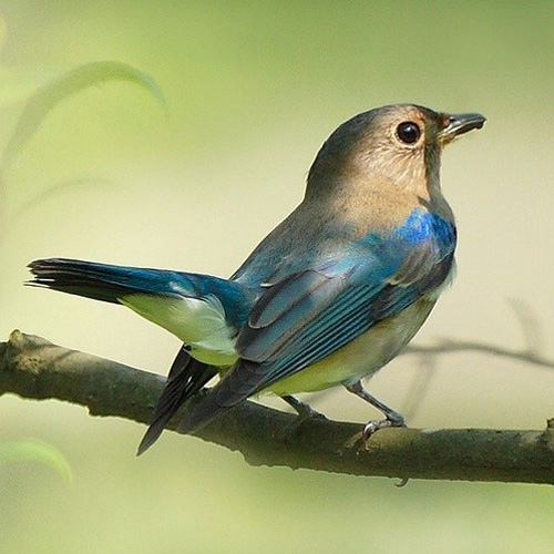 最美的鳥(niǎo) 憤怒的小鳥(niǎo)也不過(guò)如此