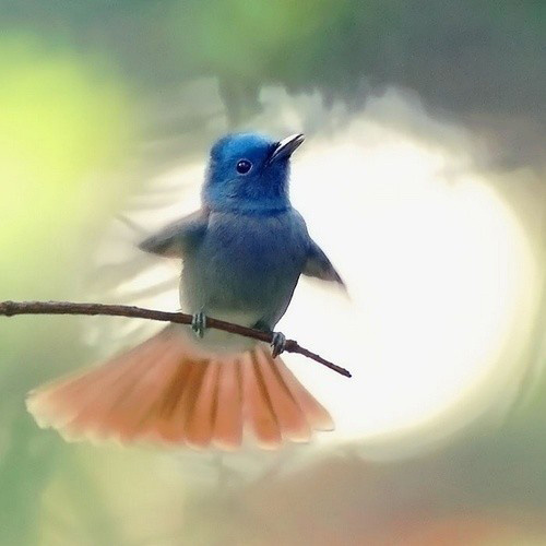 最美的鳥(niǎo) 憤怒的小鳥(niǎo)也不過(guò)如此