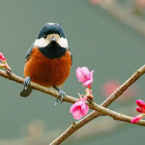 最美的鳥(niǎo) 憤怒的小鳥(niǎo)也不過(guò)如此