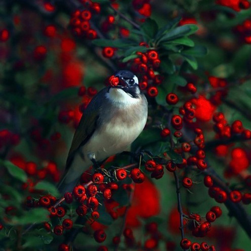 最美的鳥(niǎo) 憤怒的小鳥(niǎo)也不過(guò)如此