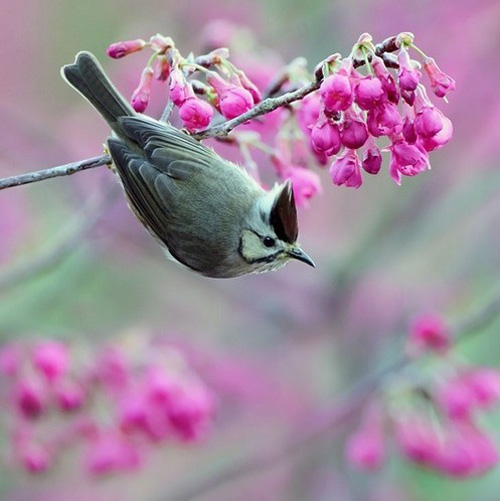 最美的鳥(niǎo) 憤怒的小鳥(niǎo)也不過(guò)如此