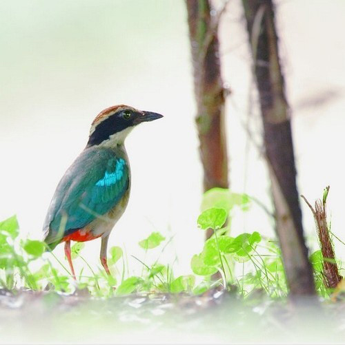 最美的鳥(niǎo) 憤怒的小鳥(niǎo)也不過(guò)如此