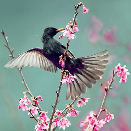 最美的鳥(niǎo) 憤怒的小鳥(niǎo)也不過(guò)如此