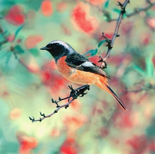 最美的鳥(niǎo) 憤怒的小鳥(niǎo)也不過(guò)如此