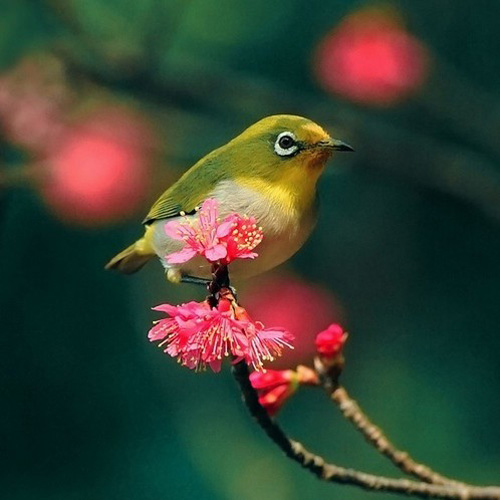 最美的鳥(niǎo) 憤怒的小鳥(niǎo)也不過(guò)如此
