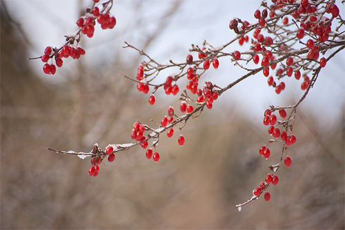 重陽(yáng)節(jié)里話重陽(yáng) 重陽(yáng)節(jié)的來歷